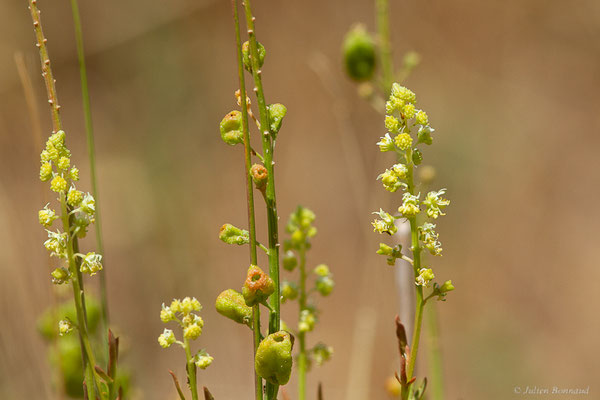 Réséda jaune — Reseda lutea L., 1753, (Castille-et-León, Espagne, le 04/07/2022)