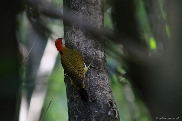 Pic de Cayenne — Colaptes punctigula (Boddaert, 1783), (Cayenne, Guyane, le 03/04/2016)