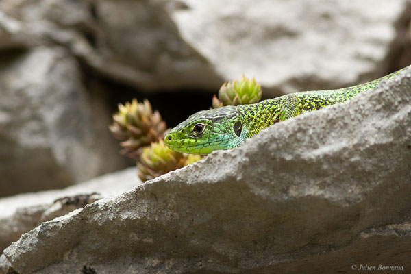 Lézard à deux raies — Lacerta bilineata (Daudin, 1802)