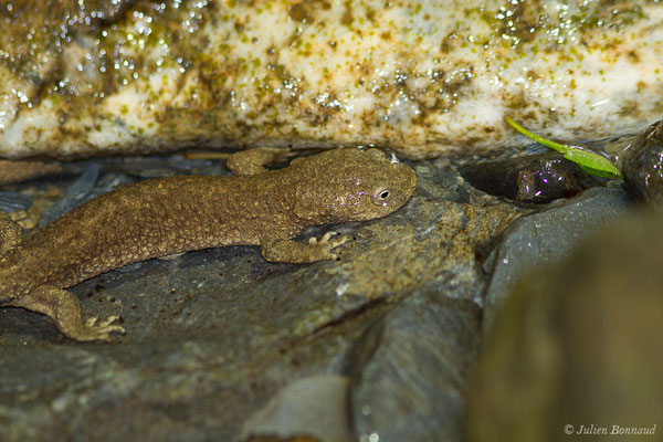 Calotriton des Pyrénées ou Euprocte des Pyrénées – Calotriton asper (Al. Dugès, 1852), (femelle adulte) (Laruns (64), France, le 06/08/2019)