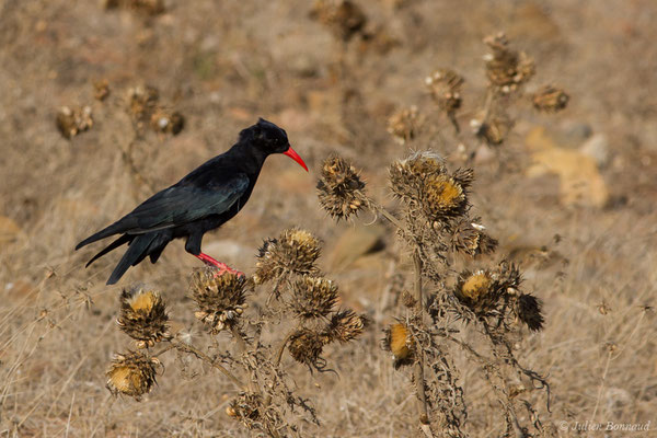 Crave à bec rouge — Pyrrhocorax pyrrhocorax (Linnaeus, 1758), (Sagres (Vila do Bispo), (Algarve), Portugal, le 31/08/2018)