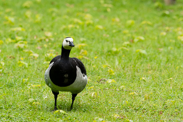 Bernache nonnette — Branta leucopsis (Bechstein, 1803), (Parc animalier de Nahuques, Mont-de-Marsan (40), France, le 11/05/2023)