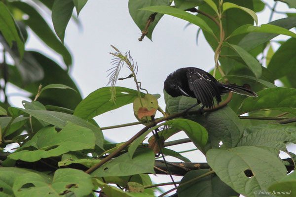 Grisin étoilé — Microrhopias quixensis (Cornalia, 1849), (Citron, Guyane, le 19/04/2016)