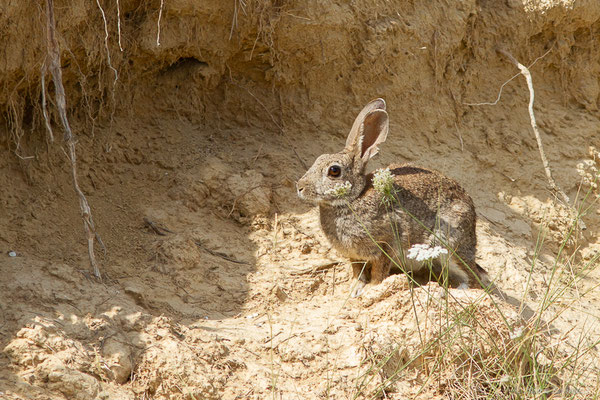 Lapin de garenne — Oryctolagus cuniculus (Linnaeus, 1758), (Pitillas (Navarre), Espagne, le 15/07/2023)