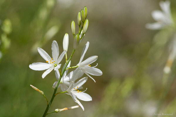 Anthéricum à fleurs de Lis – Anthericum liliago L., 1753, (Etsaut (64), France, le 18/05/2022)