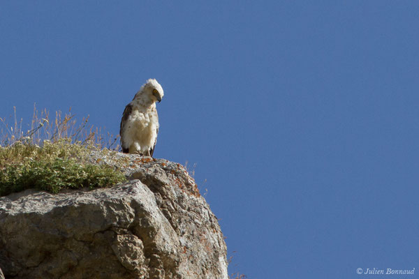 Circaète Jean-le-blanc — Circaetus gallicus (Gmelin, JF, 1788), (juvénile) (Pic du Midi d'Ossau, Laruns (64), France, le 04/08/2018)
