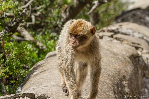 Magot, Macaque berbère, Macaque de Barbarie — Macaca sylvanus (Linnaeus, 1758)