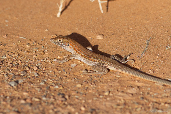 Acanthodactyle rugueux — Acanthodactylus boskianus (Daudin, 1802)