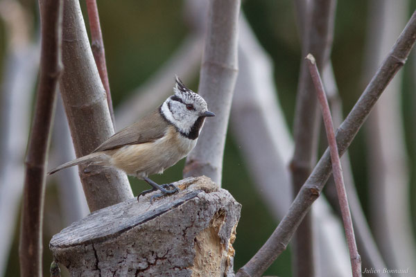 Mésange huppée — Lophophanes cristatus (Linnaeus, 1758), (Toulon (83), France, le 17/02/2025)