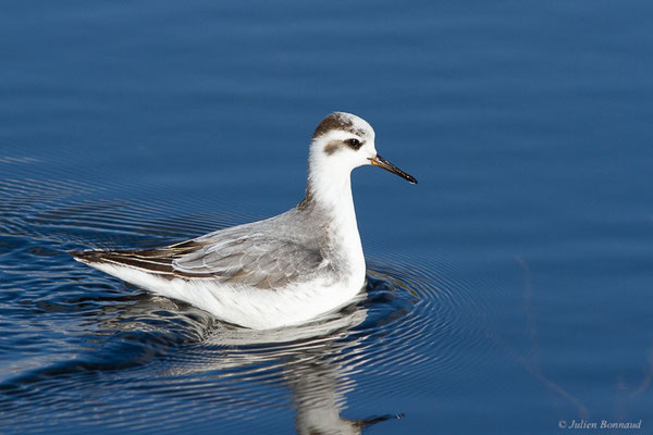 Phalarope à bec large — Phalaropus fulicarius (Linnaeus, 1758), (Capbreton (40), France, le 02/12/2022)