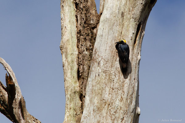 Pic à chevron d'or — Melanerpes cruentatus (Boddaert, 1783), (mine d'or Espérance, Apatou, Guyane, le 15/05/2017)