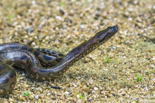 Anaconda vert (Eunectes murinus) (juvénile) (Petit-Saut, Kourou, le 07/06/2016)