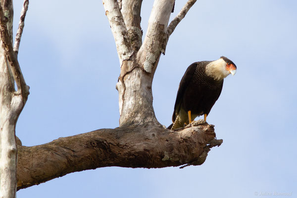 Caracara du Nord — Caracara plancus (Miller, 1777), (Kourou, Guyane, le 14/03/2017)