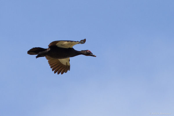 Canard musqué — Cairina moschata (Linnaeus, 1758)