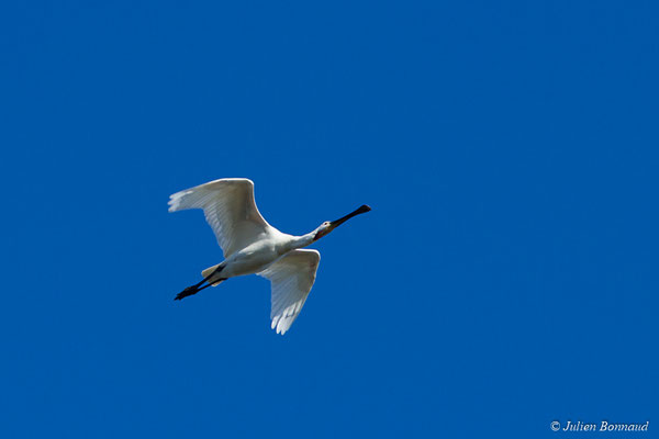 Spatule blanche — Platalea leucorodia Linnaeus, 1758, (adulte) (réserve ornithologique du Teich (33), France, le 24/01/2018)