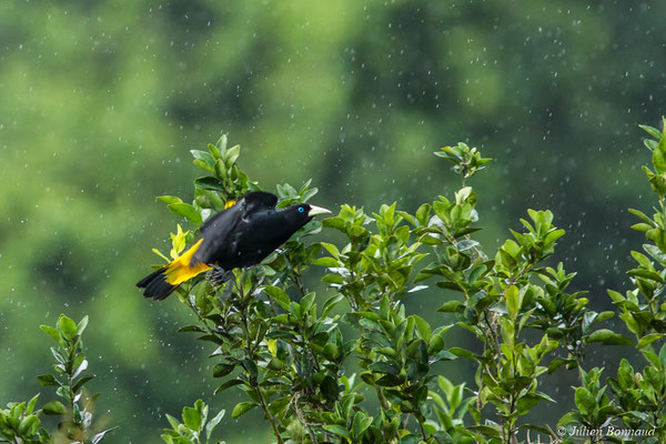 Cassique cul-jaune (Cacicus cela) (mine d'or Espérance, Apatou, le 11/05/2017)