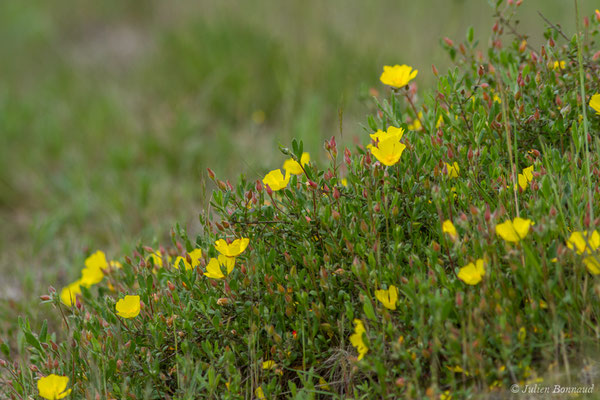 Hélianthème faux-alysson — Cistus lasianthus subsp. alyssoides (Lam.) Demoly, 2006, (Dax (40), France, le 16/05/2018)