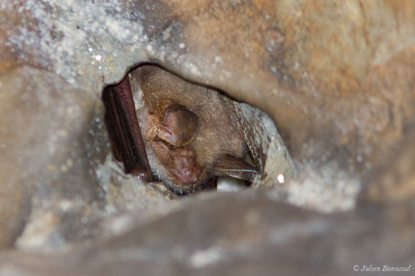 Grand murin — Myotis myotis (Borkhausen, 1797), (Camous (65), France, le 09/03/2021)
