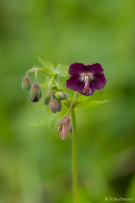 Géranium brun — Geranium phaeum L., 1753, (Saint-Béa (31), France, le 16/05/2018)