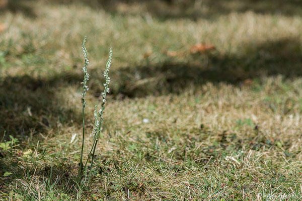 Spiranthe d'automne ou Spiranthe spiralée — Spiranthes spiralis (L.) Chevall., 1827