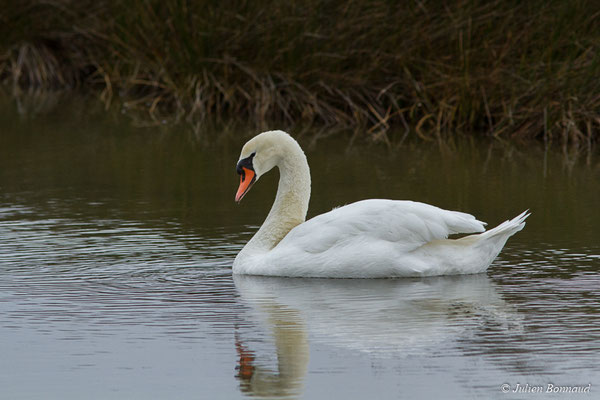Cygne tuberculé — Cygnus olor (Gmelin, JF, 1789), (réserve ornithologique du Teich (33), France, le 23/01/2018)