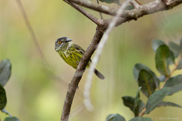 Todirostre tacheté — Todirostrum maculatum (Desmarest, 1806)