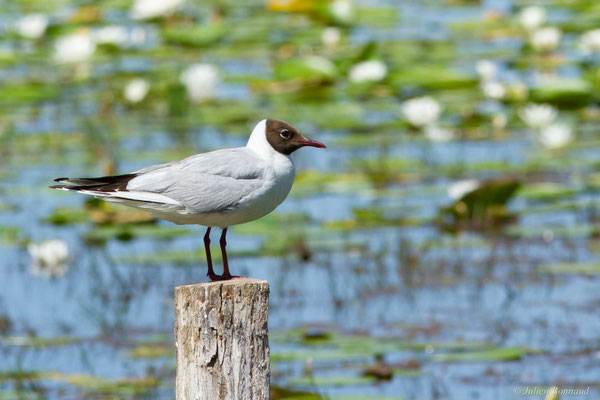 Mouette rieuse — Chroicocephalus ridibundus (Linnaeus, 1766)