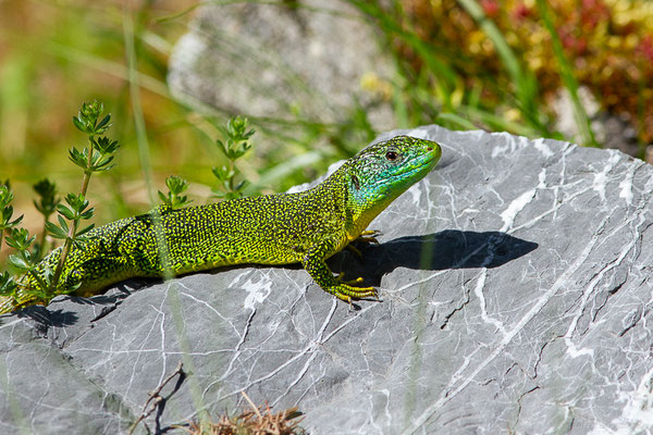 Lézard à deux raies — Lacerta bilineata Daudin, 1802, (Urdos (64), France), le 11/05/2024)