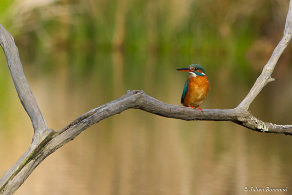 Martin-pêcheur d'Europe (Alcedo atthis) (réserve ornithologique du Teich (33), France, le 24/01/2018)