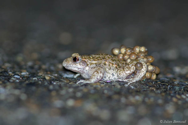Alyte accoucheur ou Crapaud accoucheur — Alytes obstetricans (Laurenti, 1768)