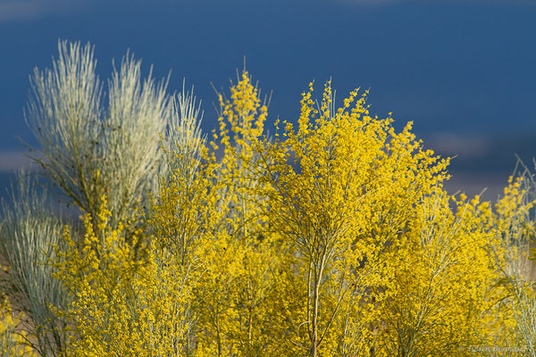 Genista sphaerocarpa (L.) Lam., 1788