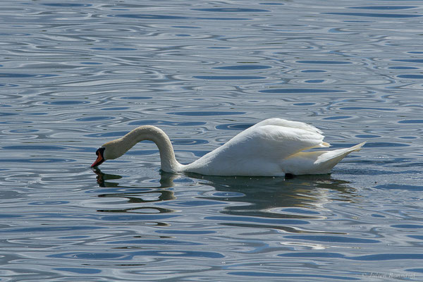 Cygne tuberculé — Cygnus olor (Gmelin, JF, 1789), (Duhort-Bachen (40), France, le 04/05/2023)