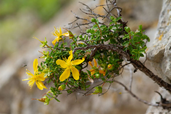 Millepertuis des Baléares — Hypericum balearicum L., 1753