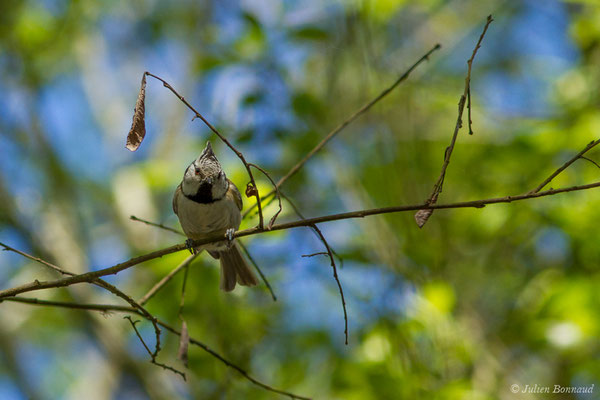 Mésange huppée — Lophophanes cristatus (Linnaeus, 1758), (Saint-Paul-Les-Dax (40), France, le 17/04/2018)