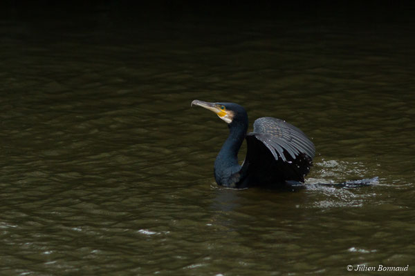 Grand Cormoran — Phalacrocorax carbo (Linnaeus, 1758), (adulte en plumage internuptial) (Josselin (56), France, le 14/01/2018)