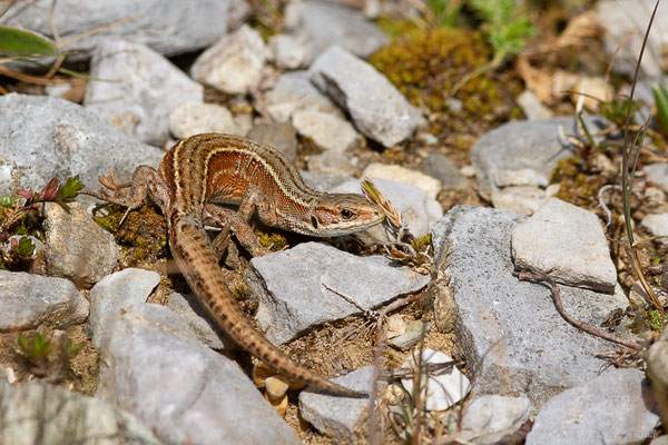 Lézard vivipare de Lantz — Zootoca vivipara louislantzi (Arribas, 2009), (Station de ski de Gourette, Eaux-Bonnes, 22/07/2022)