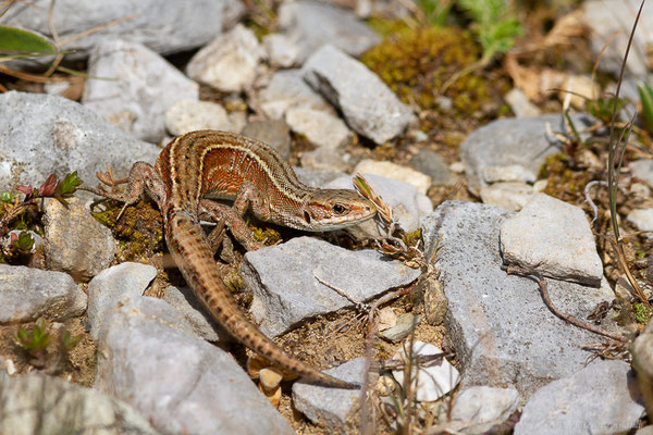 Lézard vivipare de Lantz — Zootoca vivipara louislantzi (Arribas, 2009)