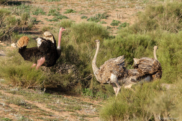 Autruche à cou rouge ou autruche Afrique du Nord —  Struthio camelus Linnaeus, 1758, (Parc national de Souss-Massa, Sidi Binzarne (Agadir), (réserve des gazelles), le 01/02/2023) 