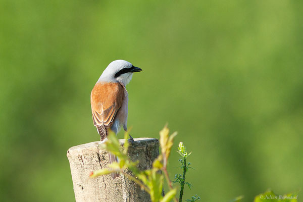 Pie-grièche écorcheur — Lanius collurio Linnaeus, 1758, (Ossun (65), France, le 31/05/2023)