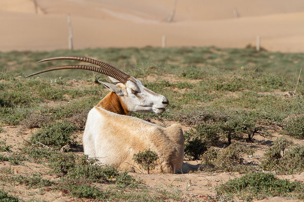 Oryx algazelle — Oryx dammah (Cretzschmar, 1827), (Parc national Souss Massa (réserve des gazelles), Maroc, le 30/01/2023)