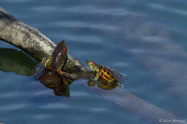 Trachémyde à tempes rouges ou Tortue de Floride — Trachemys scripta elegans (Wied, 1839), (Lac d'Orthez (64), France, le 16/03/2019)