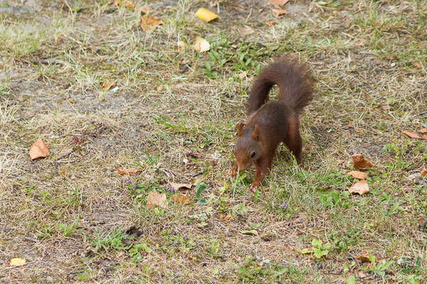 Écureuil roux — Sciurus vulgaris Linnaeus, 1758, (Pau (64), France, le 14/07/2020)