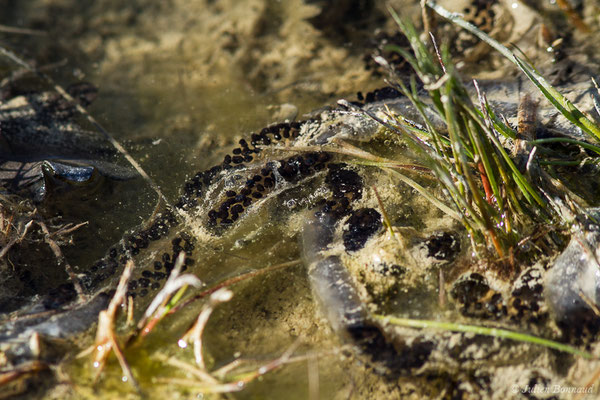 Ponte de Crapaud épineux — Bufo spinosus (Daudin, 1803), (Aulon (31), France, le 22/03/2019)
