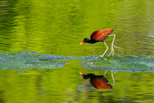 Jacana noir — Jacana jacana (Linnaeus, 1766)