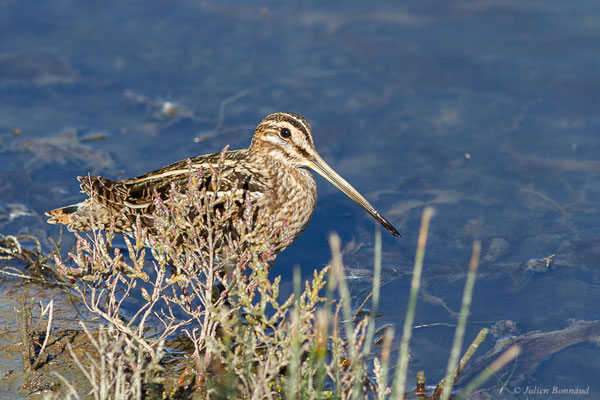 Bécassine des marais — Gallinago gallinago (Linnaeus, 1758), (Réserve ornithologique du Teich (33), France, le 18/10/2022)