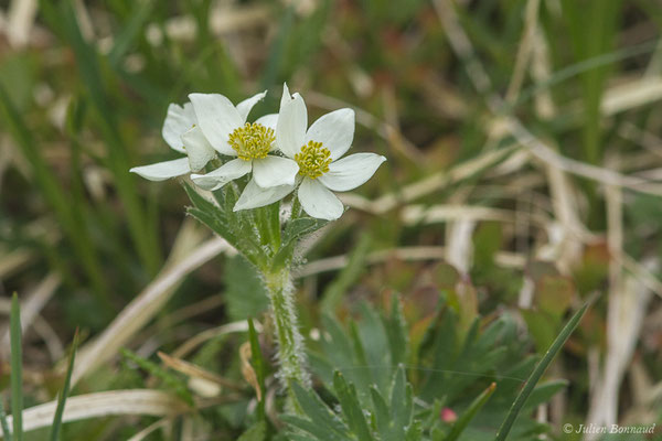 Anémone à fleurs de Narcisse — Anemonastrum narcissiflorum (L.) Holub, 1973