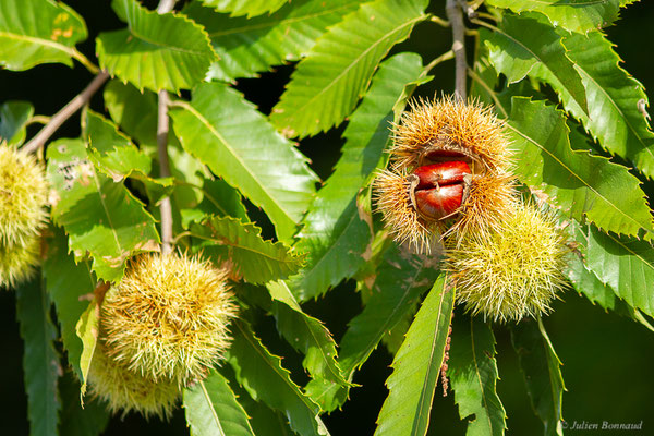 Châtaignier commun — Castanea sativa Mill., 1768, (Mont-de-Marsan (40), France, le 07/10/2022)