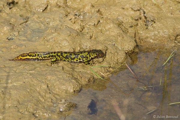 Triton marbré – Triturus marmoratus (Latreille, 1800), (Arbus (64), France, le 25/06/2019)