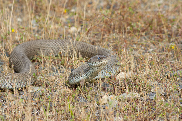 Couleuvre astreptophore — Natrix astreptophora (Seoane, 1884), (femelle adulte) (Mourenx (64), France, le 07/06/2023)