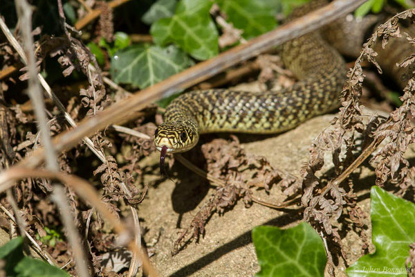Couleuvre verte et jaune — Hierophis viridiflavus (Lacepède, 1789)
